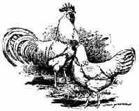 Raising Chickens For Profit